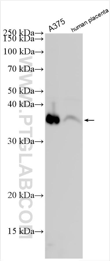 WB analysis using 15274-1-AP