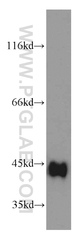 Western Blot (WB) analysis of human testis tissue using SPARC Polyclonal antibody (15274-1-AP)