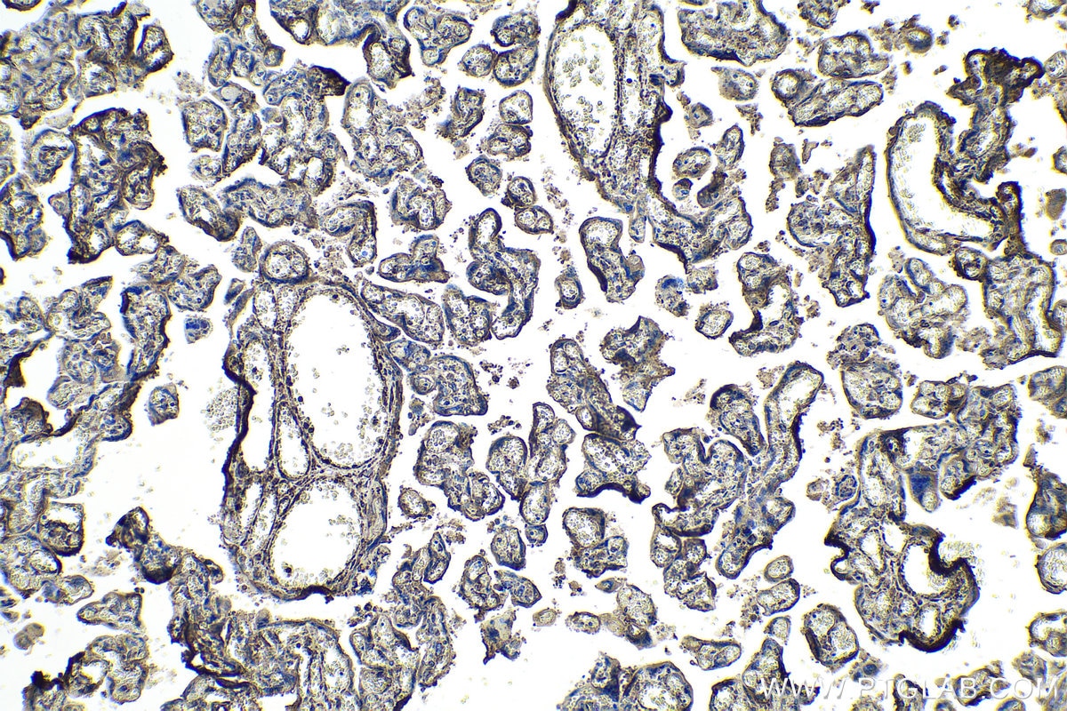 IHC staining of human placenta using 66426-1-Ig