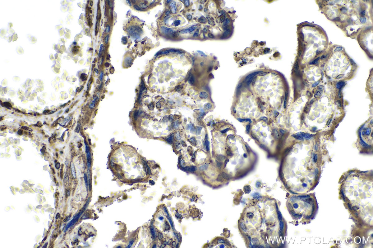 Immunohistochemistry (IHC) staining of human placenta tissue using SPARC Monoclonal antibody (66426-1-Ig)