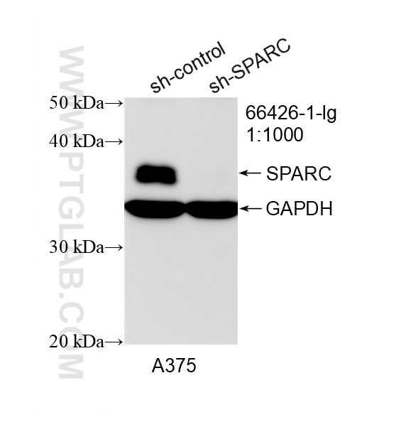 Western Blot (WB) analysis of A375 cells using SPARC Monoclonal antibody (66426-1-Ig)