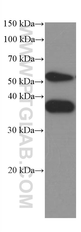 Western Blot (WB) analysis of A375 cells using SPARC Monoclonal antibody (66426-1-Ig)