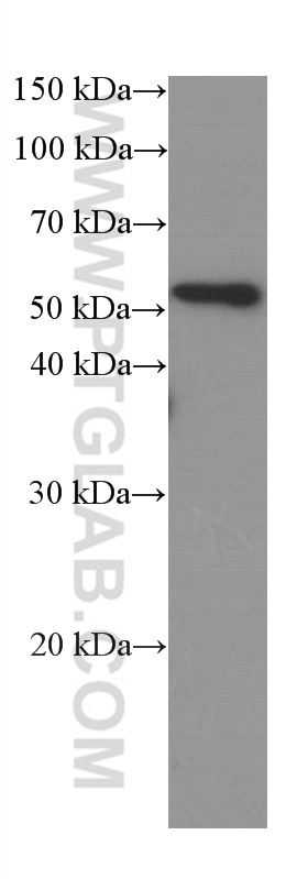 Western Blot (WB) analysis of NCCIT cells using SPARC Monoclonal antibody (66426-1-Ig)