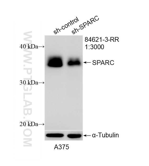 WB result of SPARC antibody (84621-3-RR; 1:3000; incubated at room temperature for 1.5 hours) with sh-Control and sh-SPARC transfected A375 cells. This data was developed using the same antibody clone with 84621-3-PBS in a different storage buffer formulation. Western Blot (WB) analysis of A375 cells using SPARC Recombinant monoclonal antibody (84621-3-RR)