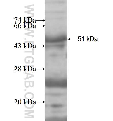 SPARC fusion protein Ag7869 SDS-PAGE
