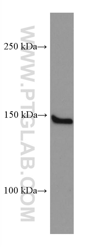 Western Blot (WB) analysis of Raji cells using SPARCL1 Monoclonal antibody (67511-1-Ig)
