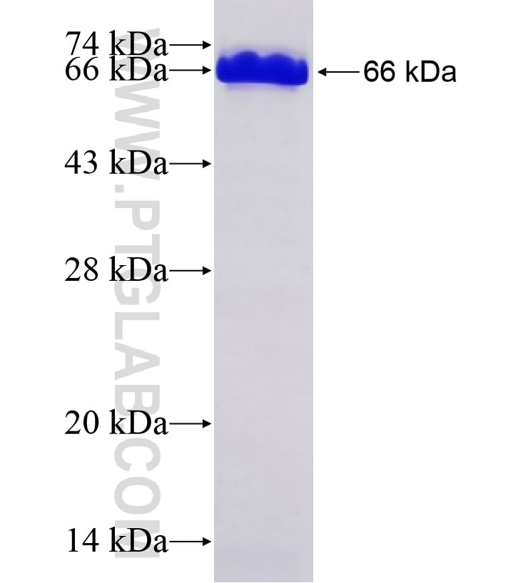 SPARCL1 fusion protein Ag29092 SDS-PAGE