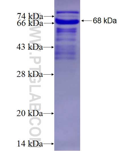 SPARCL1 fusion protein Ag4448 SDS-PAGE