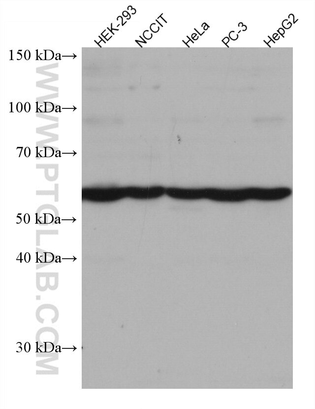 Western Blot (WB) analysis of various lysates using SPAST Monoclonal antibody (67361-1-Ig)