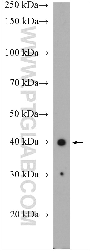 Western Blot (WB) analysis of HeLa cells using SPATA1 Polyclonal antibody (24980-1-AP)