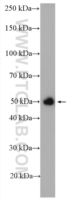 Western Blot (WB) analysis of mouse testis tissue using SPATA1 Polyclonal antibody (24980-1-AP)