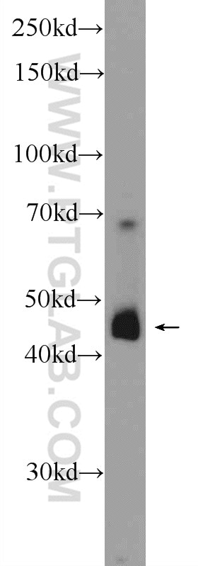 Western Blot (WB) analysis of human testis tissue using SPATA1 Polyclonal antibody (24980-1-AP)