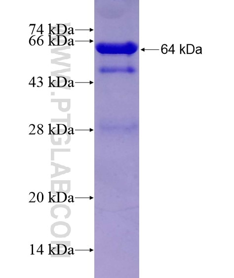 SPATA1 fusion protein Ag21749 SDS-PAGE