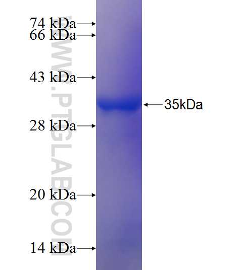 SPATA1 fusion protein Ag21784 SDS-PAGE