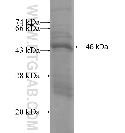 SPATA12 fusion protein Ag15456 SDS-PAGE