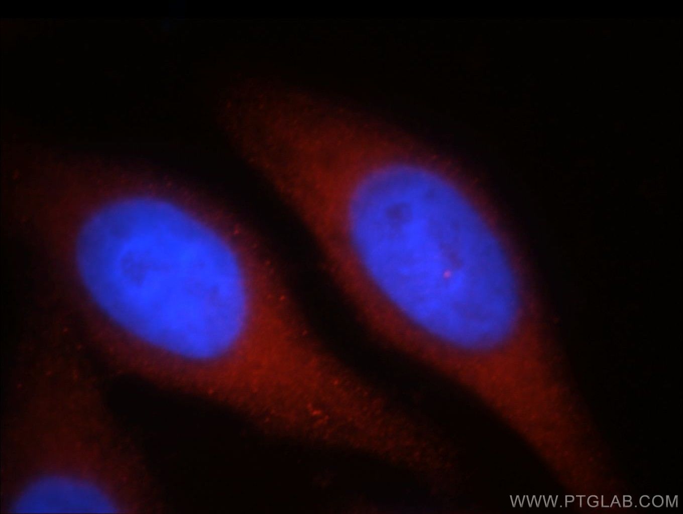 Immunofluorescence (IF) / fluorescent staining of HepG2 cells using SPATA13 Polyclonal antibody (21400-1-AP)