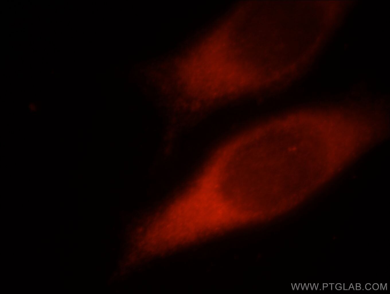 Immunofluorescence (IF) / fluorescent staining of HeLa cells using SPATA13 Polyclonal antibody (21400-1-AP)