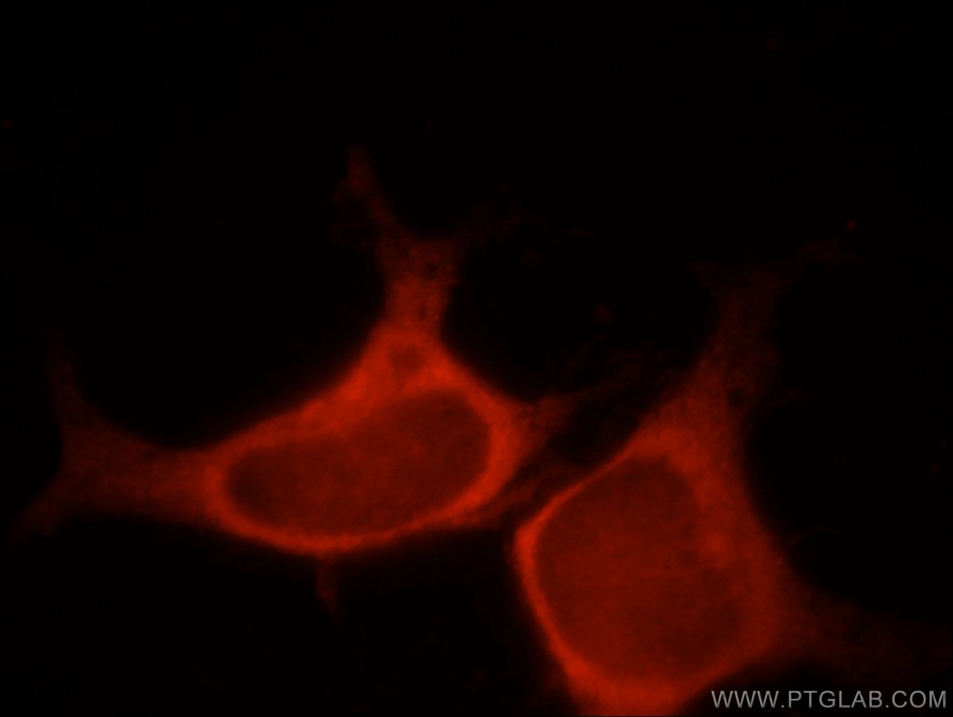 Immunofluorescence (IF) / fluorescent staining of HEK-293 cells using SPATA13 Polyclonal antibody (21400-1-AP)