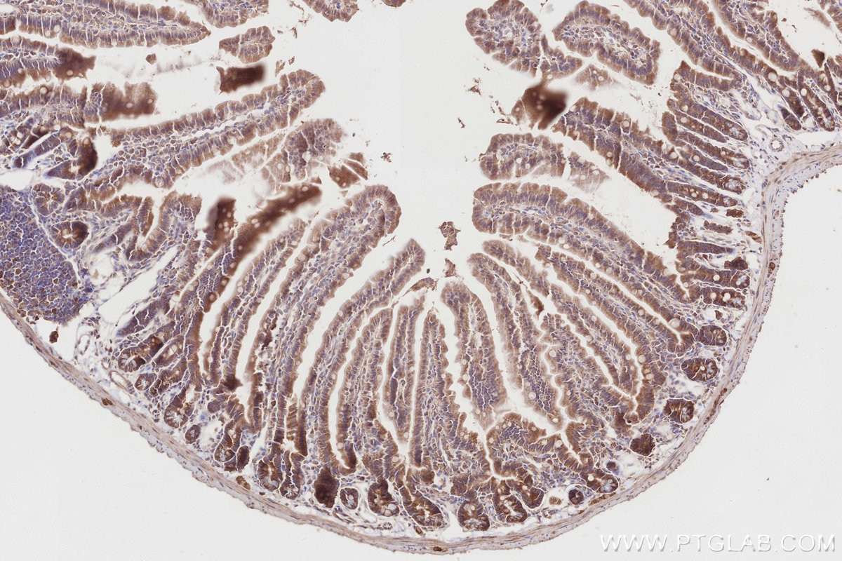 Immunohistochemistry (IHC) staining of mouse small intestine tissue using SPATA13 Polyclonal antibody (21400-1-AP)
