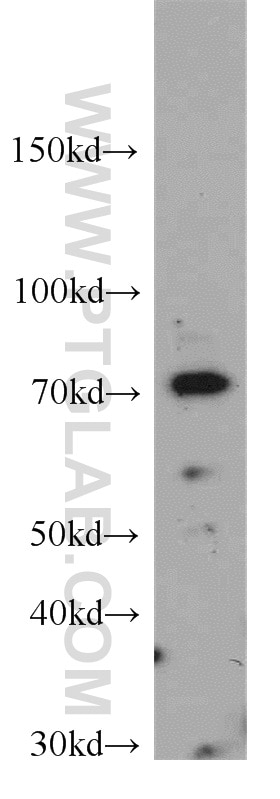 Western Blot (WB) analysis of COLO 320 cells using SPATA13 Polyclonal antibody (21400-1-AP)