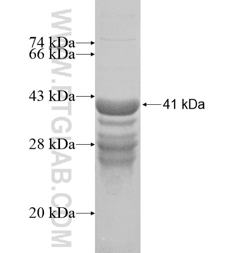 SPATA13 fusion protein Ag16101 SDS-PAGE