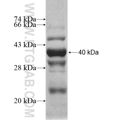 SPATA16 fusion protein Ag10637 SDS-PAGE