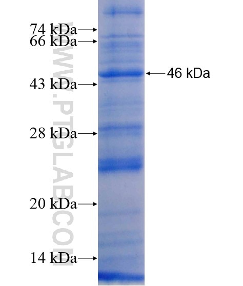 SPATA17 fusion protein Ag21128 SDS-PAGE SPATA17 fusion protein Ag21128 SDS-PAGE