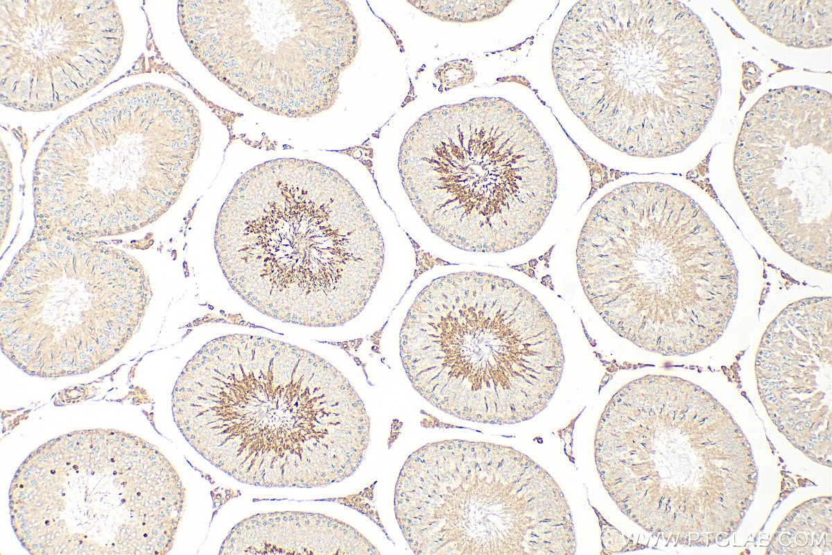 Immunohistochemical analysis of paraffin-embedded rat testis tissue slide using 31808-1-AP (SPATA18 antibody) at dilution of 1:400 (under 10x lens). Heat mediated antigen retrieval with Tris-EDTA buffer (pH 9.0). Immunohistochemistry (IHC) staining of rat testis tissue using SPATA18 Polyclonal antibody (31808-1-AP)