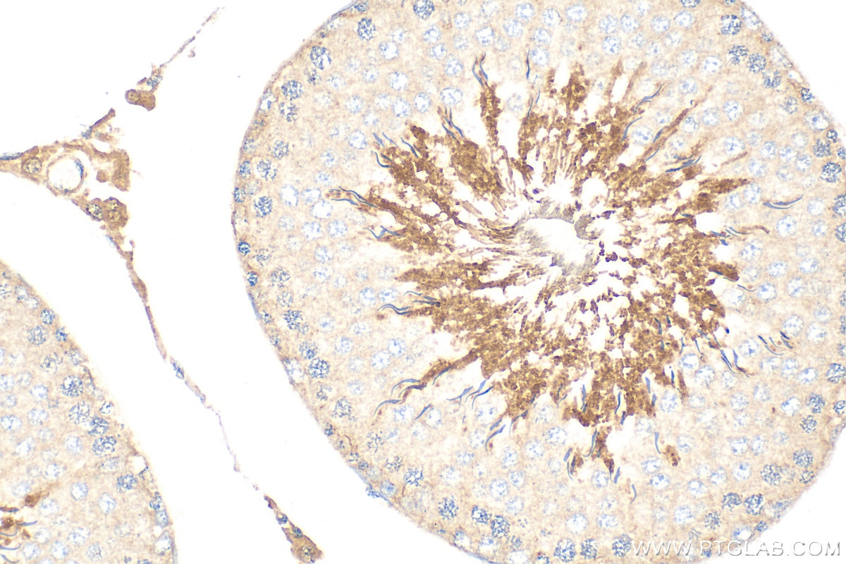 Immunohistochemical analysis of paraffin-embedded rat testis tissue slide using 31808-1-AP (SPATA18 antibody) at dilution of 1:400 (under 40x lens). Heat mediated antigen retrieval with Tris-EDTA buffer (pH 9.0). Immunohistochemistry (IHC) staining of rat testis tissue using SPATA18 Polyclonal antibody (31808-1-AP)