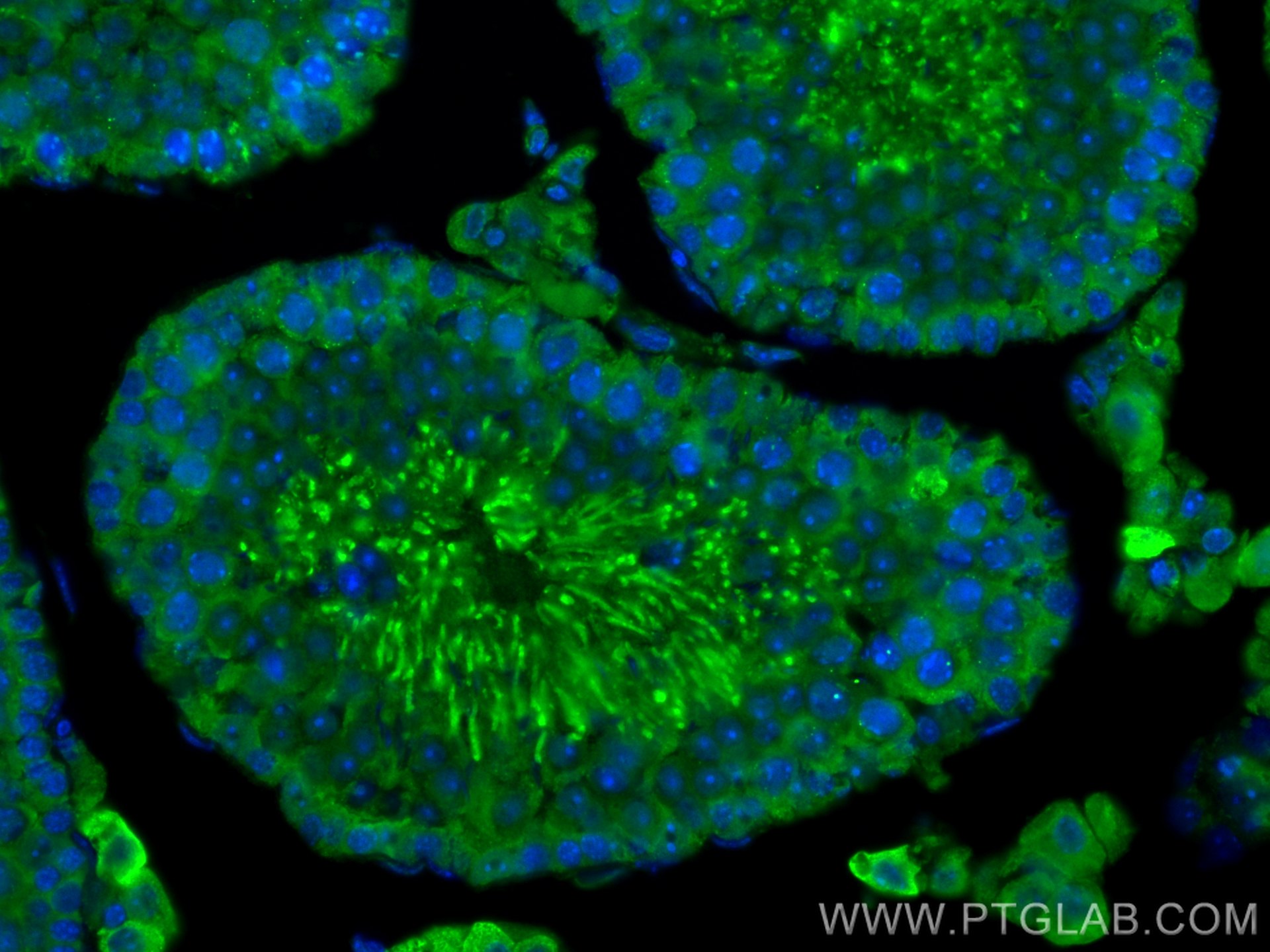 Immunofluorescence (IF) / fluorescent staining of mouse testis tissue using SPATA19 Polyclonal antibody (16656-1-AP)