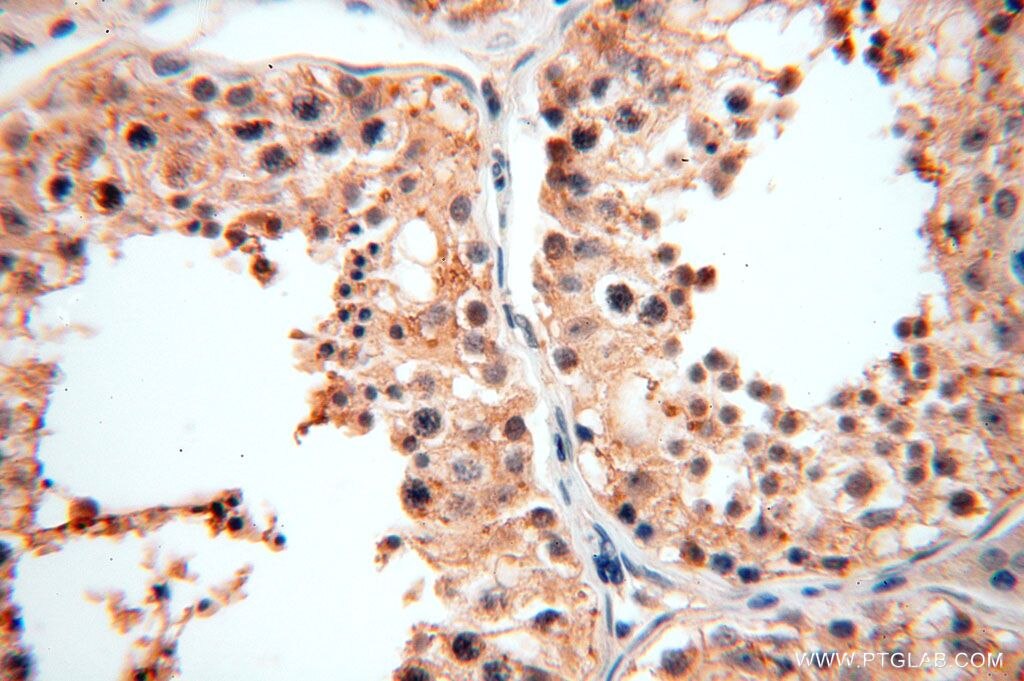 Immunohistochemistry (IHC) staining of human testis tissue using SPATA19 Polyclonal antibody (16656-1-AP)