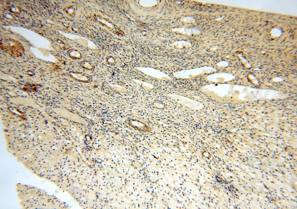 Immunohistochemistry (IHC) staining of human ovary tissue using SPATA19 Polyclonal antibody (16656-1-AP)