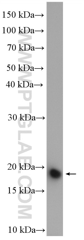Western Blot (WB) analysis of mouse testis tissue using SPATA19 Polyclonal antibody (16656-1-AP)