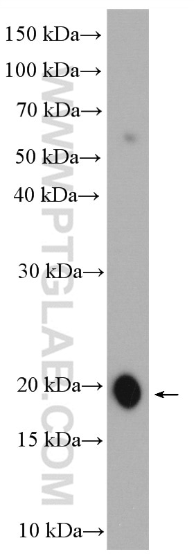 Western Blot (WB) analysis of rat testis tissue using SPATA19 Polyclonal antibody (16656-1-AP)