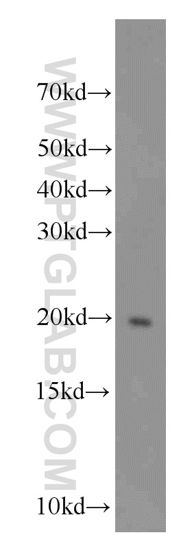 Western Blot (WB) analysis of human testis tissue using SPATA19 Polyclonal antibody (16656-1-AP)