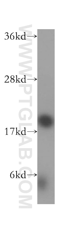 Western Blot (WB) analysis of human testis tissue using SPATA19 Polyclonal antibody (16656-1-AP)