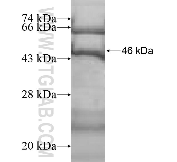 SPATA19 fusion protein Ag10108 SDS-PAGE