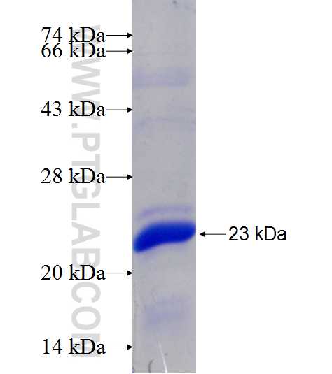 SPATA19 fusion protein Ag9808 SDS-PAGE