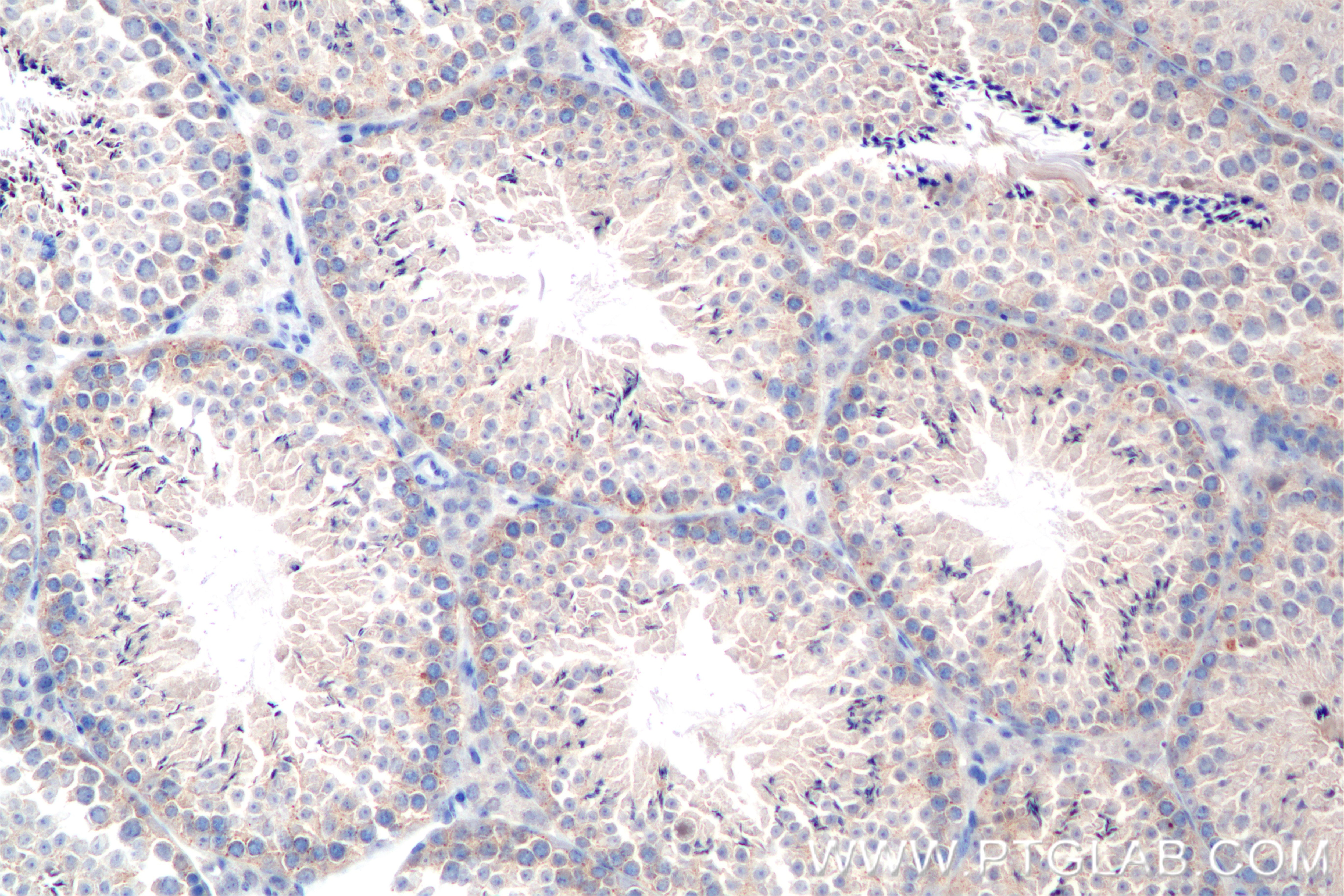 Immunohistochemistry (IHC) staining of mouse testis tissue using SPATA2 Recombinant antibody (85712-1-RR)
