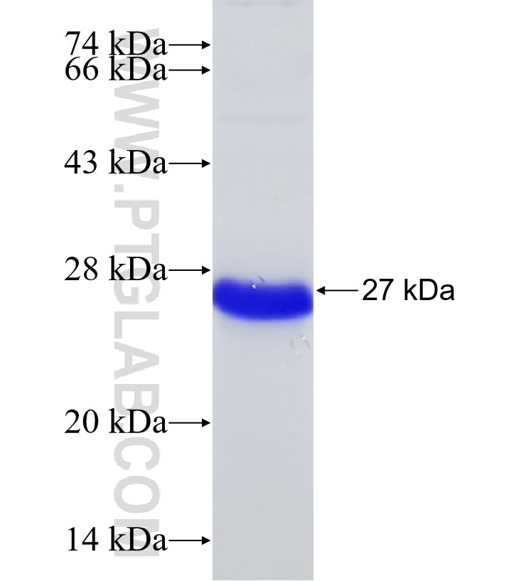 SPATA2 fusion protein Ag30773 SDS-PAGE
