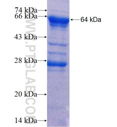 SPATA2 fusion protein Ag1432 SDS-PAGE