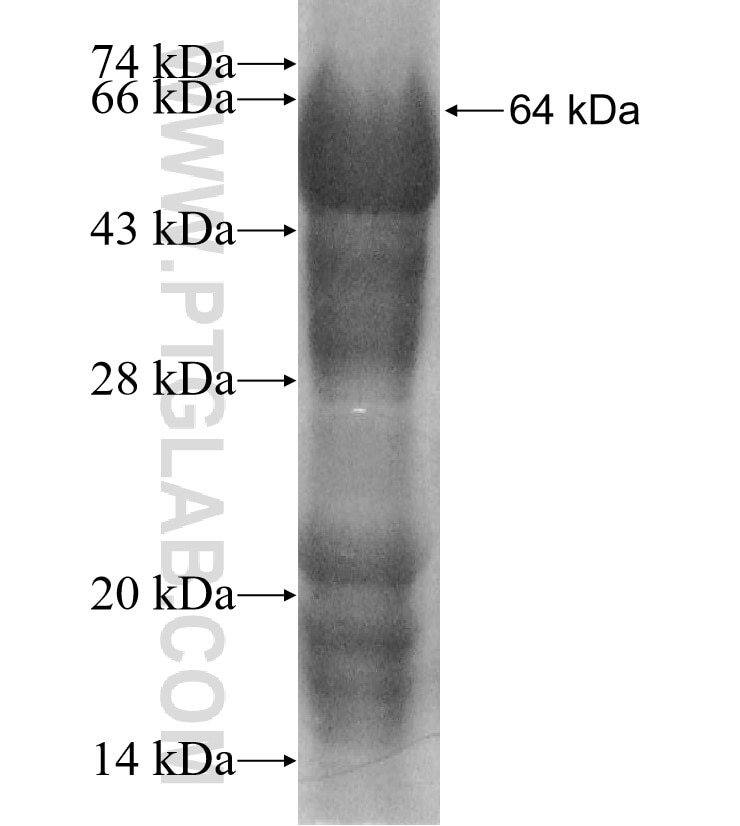SPATA20 fusion protein Ag13234 SDS-PAGE