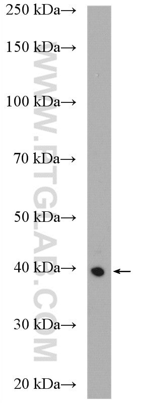 Western Blot (WB) analysis of mouse testis tissue using SPATA22 Polyclonal antibody (16989-1-AP)