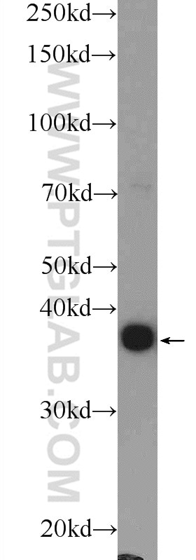 Western Blot (WB) analysis of mouse testis tissue using SPATA22 Polyclonal antibody (16989-1-AP)