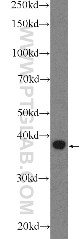 Western Blot (WB) analysis of mouse testis tissue using SPATA22 Polyclonal antibody (16989-1-AP)