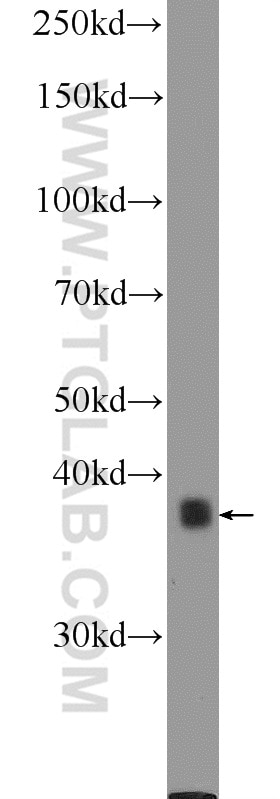 Western Blot (WB) analysis of mouse testis tissue using SPATA22 Polyclonal antibody (16989-1-AP)