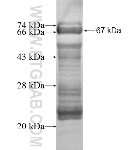 SPATA22 fusion protein Ag10591 SDS-PAGE