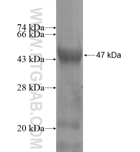 SPATA22 fusion protein Ag11011 SDS-PAGE