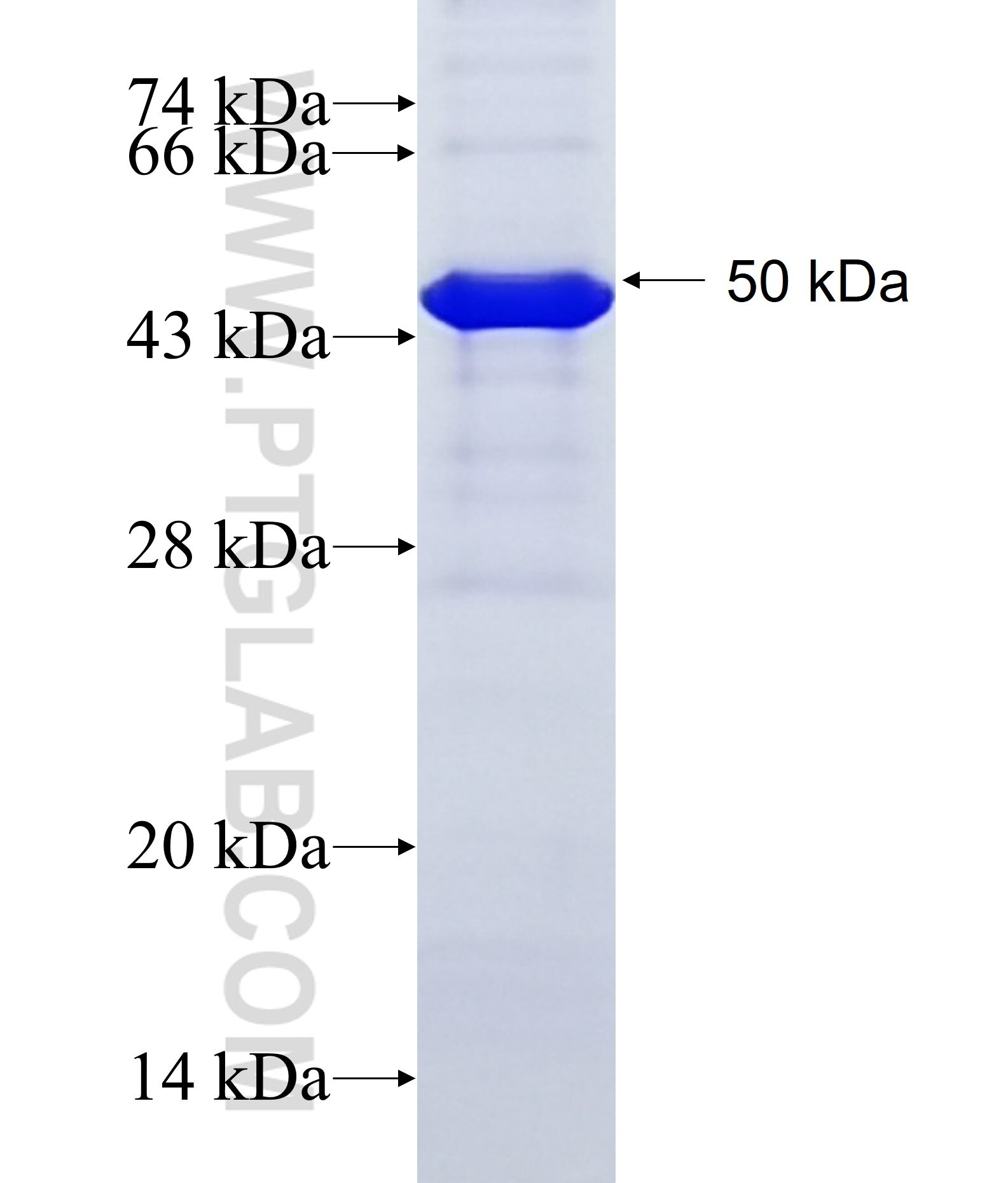 SPATA22 fusion protein Ag11011 SDS-PAGE