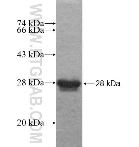 SPATA3 fusion protein Ag11687 SDS-PAGE